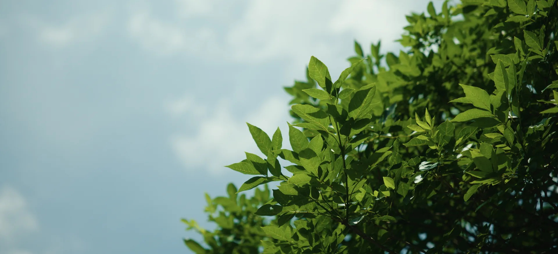 Sunlit green leaves against a soft blue sky
